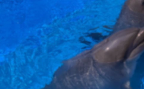 我愛海豚小學(xué)生作文