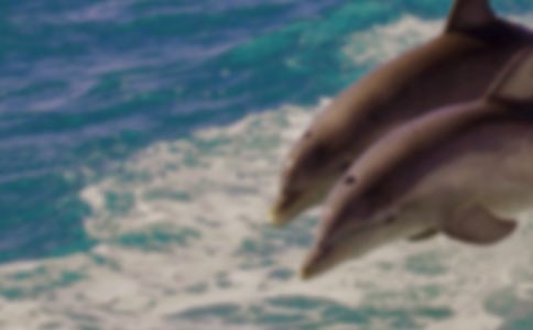 《藍(lán)色的海豚島》讀后感350字