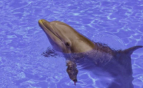 藍(lán)色海豚島讀后心得