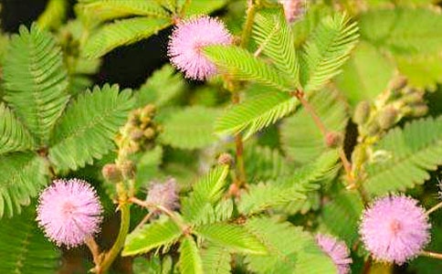 ���߲ݵ�����(ͨ��15ƪ)