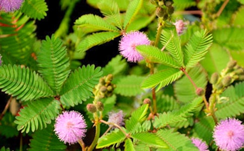 含羞草作文大全