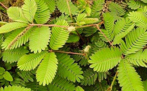 �P(gu��n)�ں��߲ݵ���ӛ