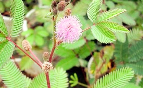 含羞草的日記15篇