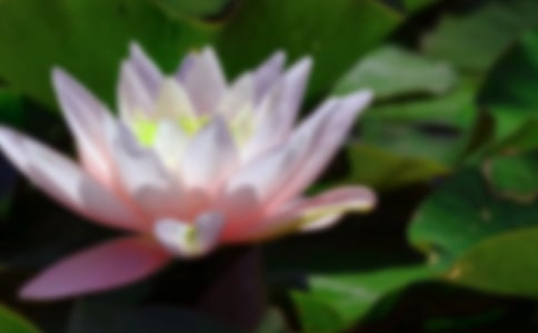 關(guān)于荷花作文(集合15篇)