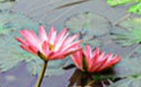 描寫荷花的日記11篇