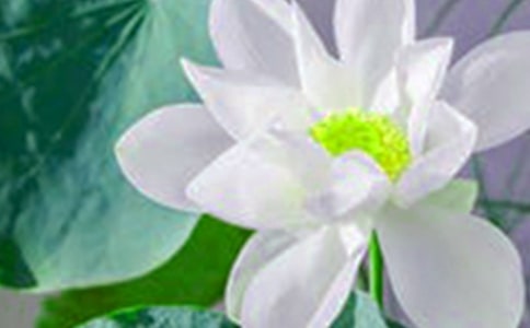 形容荷花的句子26條