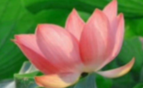 中班美術(shù)夏天的荷花教案