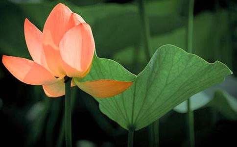 �ɻ��غ���������