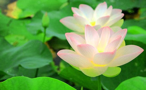 �ɻ�����