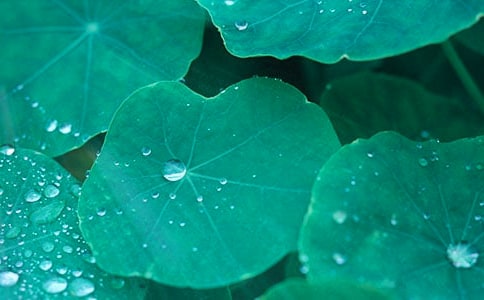 關(guān)于荷葉的作文