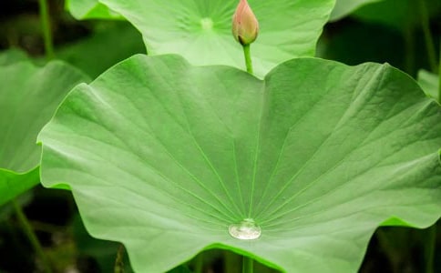 落敗的荷葉散文