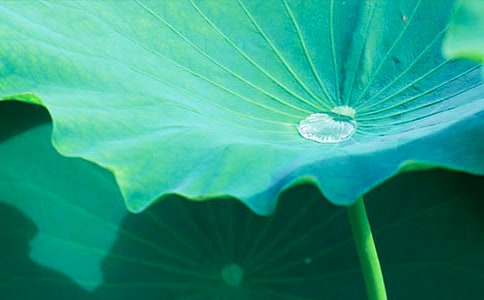 關(guān)于荷葉的小秘密的優(yōu)秀作文