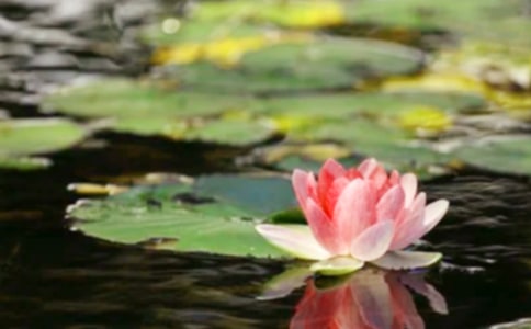 致敬和平年代的英雄作文(精選23篇)