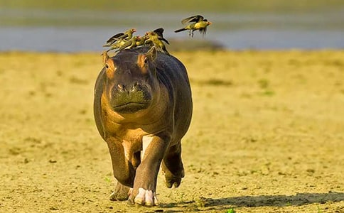 河馬咬尾的童話作文