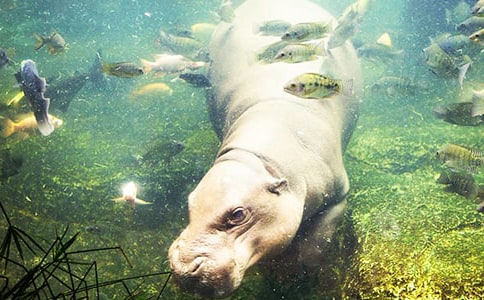 �����R��݆�����̰�