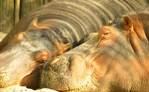 《河馬美食店》讀后感