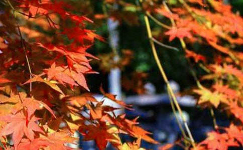 ǧ�u��--�t�~��