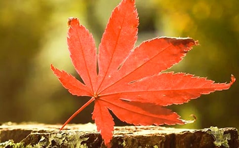 有關(guān)紅葉寫景作文(精選40篇)