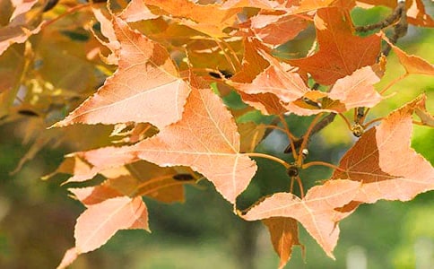 ��ɽ�t�~����