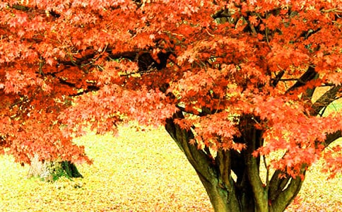 美麗的紅葉谷作文