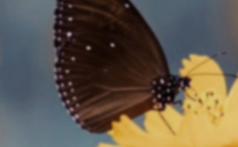 小班美術活動美麗的蝴蝶教案