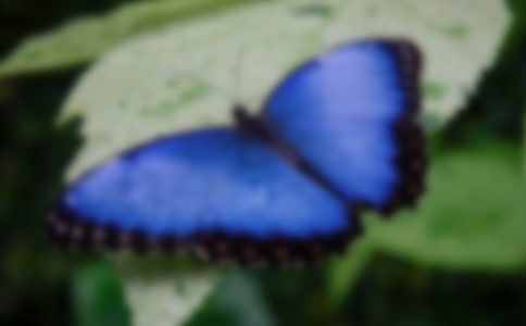 中班美術(shù)教案彩色的蝴蝶