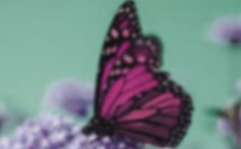 蝴蝶的秋天作文