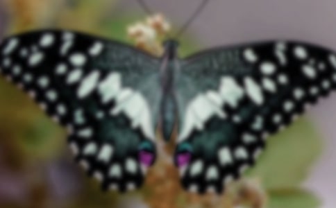 蝴蝶蘭的憂傷,淡淡拂過(guò)我心房散文