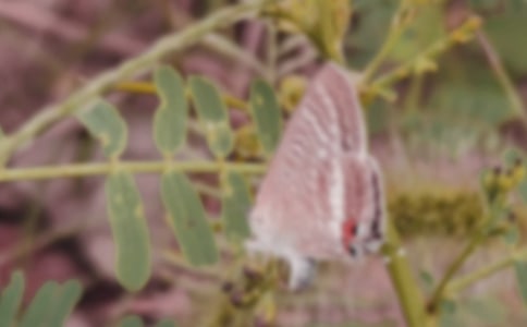 小班美術蝴蝶教案(15篇)