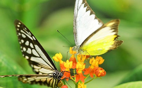 小班體育活動教案詳案反思點評《花園里的蝴蝶》