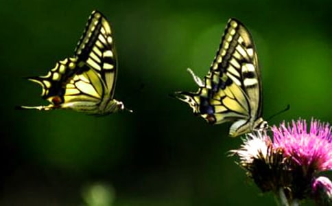 小班語(yǔ)言活動(dòng)《蝴蝶找花》 教案設(shè)計(jì)與教學(xué)反思