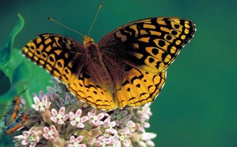 美麗的蝴蝶大班美術(shù)教案