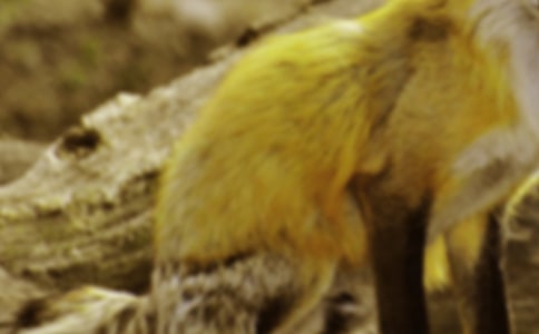 了不起的狐貍爸爸讀后感集錦15篇