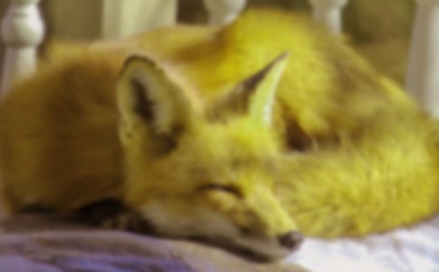 大班教案情講述活動《烏鴉和狐貍》(精選19篇)