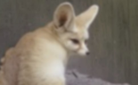 關(guān)于狐貍的作文必備(15篇)