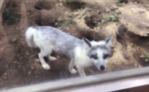 《狐貍和烏鴉》教學(xué)設(shè)計之三