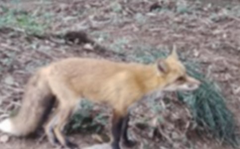 讀《了不起的狐貍爸爸》有感(15篇)