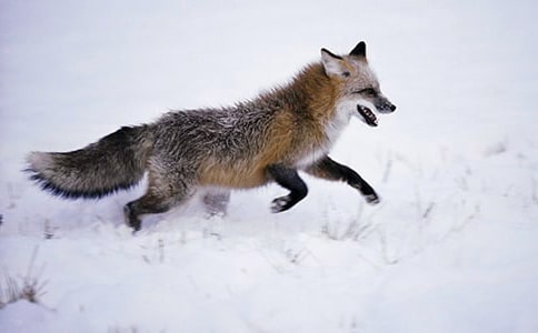 狐貍和烏鴉的故事作文