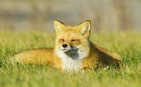 兒童故事《貪吃的狐貍》讀后感