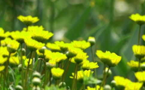 文字里綻放的花朵散文鑒賞