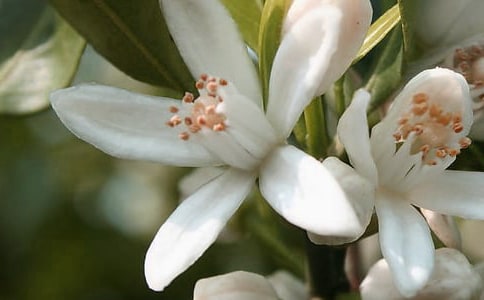 美麗的花朵作文