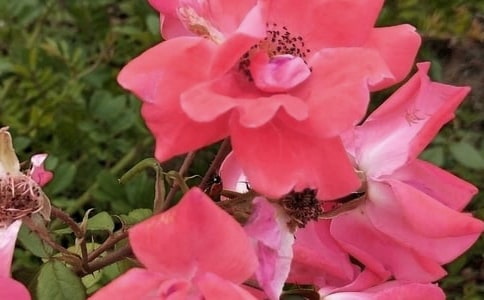 中班美術(shù)教案:美麗的花朵 6篇