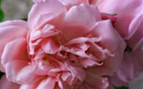 ͯȤ���^�σɸ�횣��������������w�M����������ֳ���(��һ����)