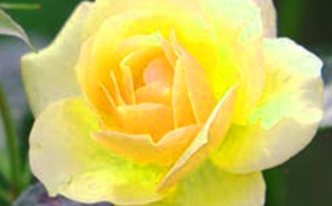 ��(y��u)��ɢ�ľ���ժ��������ƪ