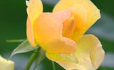 同樣的花會開不同的花朵的散文