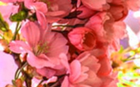 溫室里的花朵不成才作文