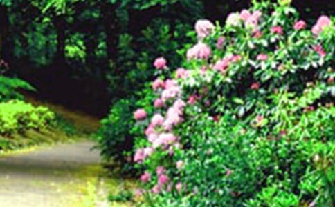 《美麗花園》美術(shù)教案