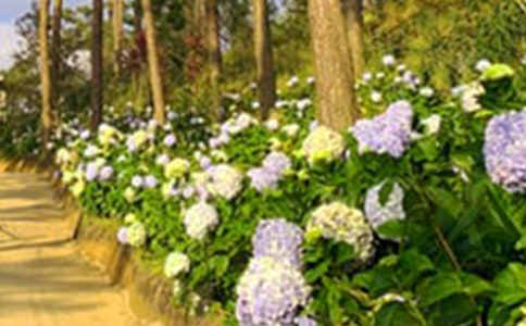 我家的小花園作文