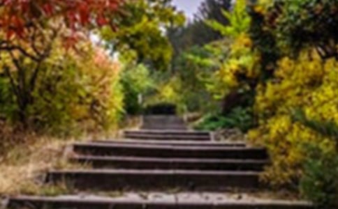 中班美術(shù)美麗的花園教案