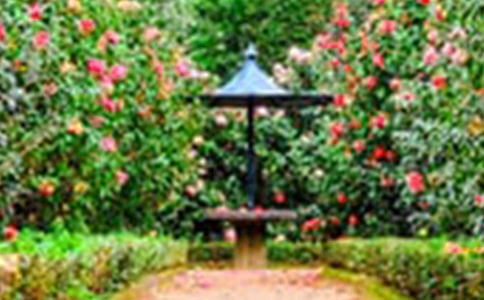 美德花園讀后感